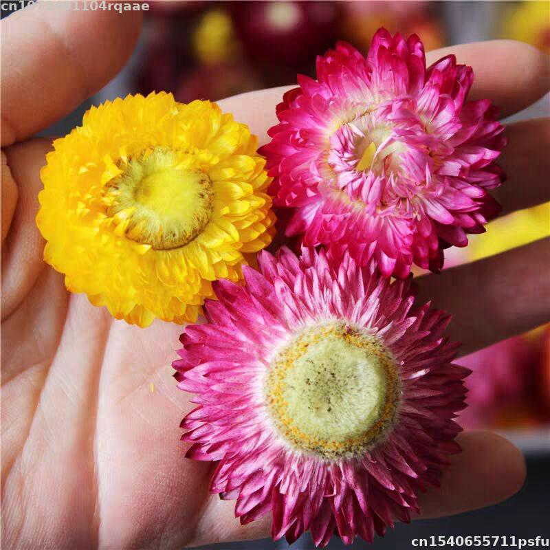 Soap Making Material Wholesale - 100% натуральные сушеные цветы Bracteantha Bracteata